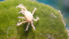 Pleocyemata