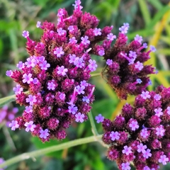 Verbena bonariensis