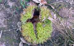 Castanea mollissima