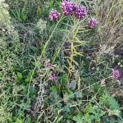 Verbena bonariensis