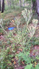 Arnoglossum atriplicifolium
