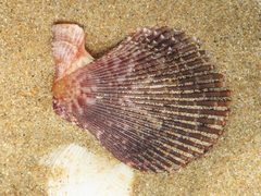 Mimachlamys varia
