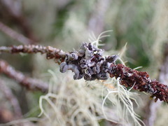 Erioderma sorediatum
