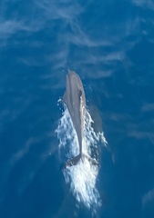 Stenella longirostris