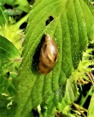 Succinea putris