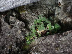 Potentilla villosa