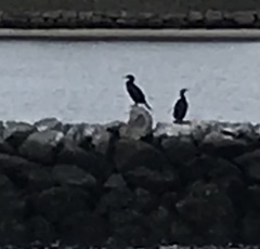 Phalacrocorax