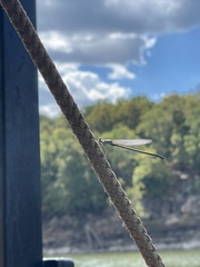 Enallagma geminatum