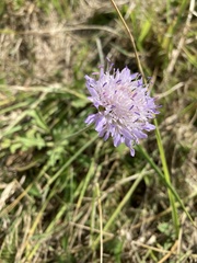 Knautia arvensis
