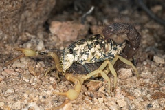 Parabuthus villosus