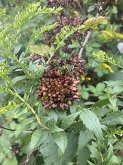 Physocarpus opulifolius