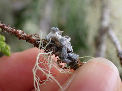 Erioderma sorediatum