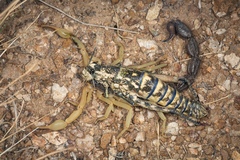 Parabuthus villosus