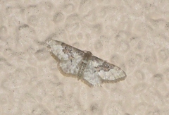 Idaea rusticata