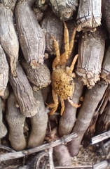 Glyptograpsus impressus