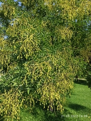 Styphnolobium japonicum