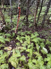 Amauropelta noveboracensis