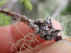 Erioderma sorediatum