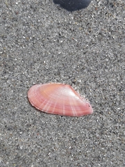 Moerella pulchella