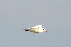 Ichthyaetus melanocephalus