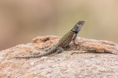 Sceloporus jarrovii