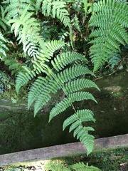 Dryopteris peranema