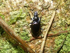 Dyscolus