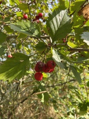 Crataegus