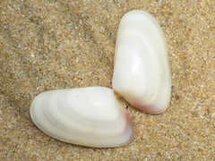 Donax trunculus
