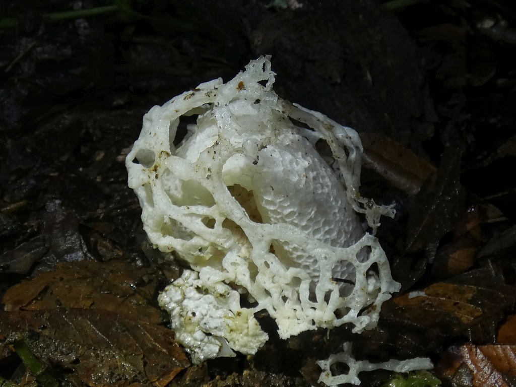 Phallus merulinus · September 2022 · photo: © squiresk (iNaturalist, cc-by)