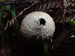 Lycoperdon compactum
