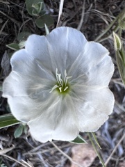 Evolvulus sericeus