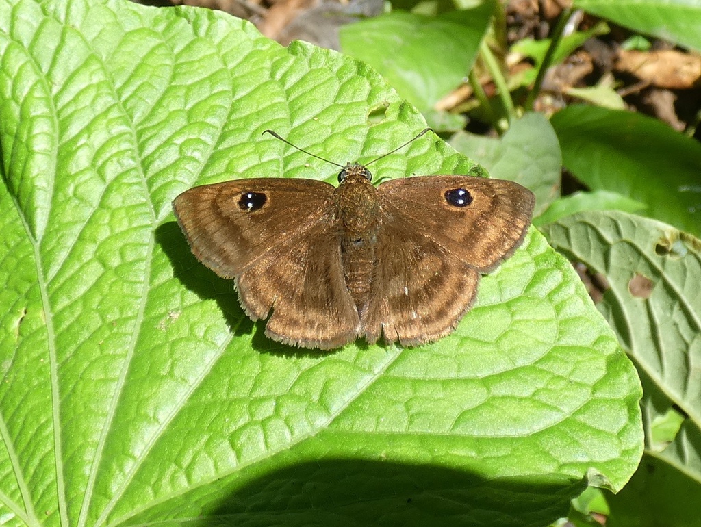 Myrinia laddeyi