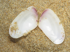 Donax trunculus