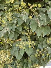 Vitis girdiana