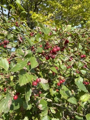 Crataegus
