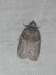 Garella