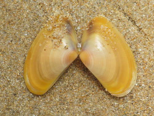 Wedge Clam