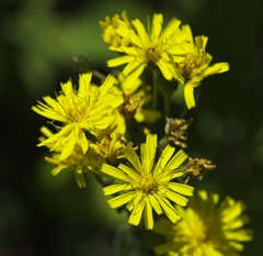 Picris hieracioides hieracioides