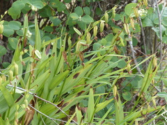 Epipactis gigantea