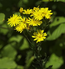 Picris hieracioides hieracioides