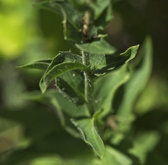 Picris hieracioides hieracioides
