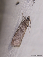 Ectomyelois ceratoniae