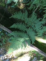 Dryopteris paleolata