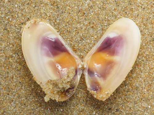 Wedge Clam