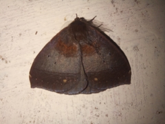 Hemileucinae