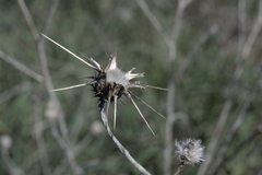 Centaurea solstitialis