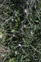 Centaurea solstitialis