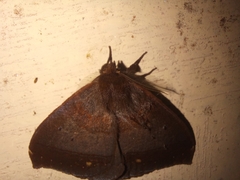 Hemileucinae