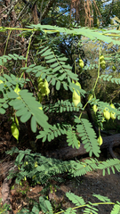 Sesbania vesicaria